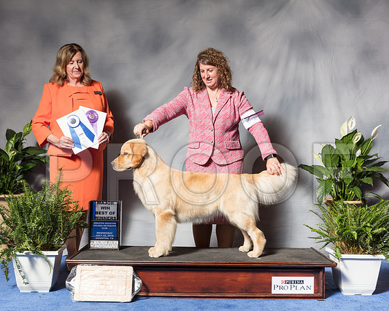 Golden Retriever #28 Wed BOW Maj Lyons Kristin Judge Barbara BrownSSR_3608Hstn2018-HR3