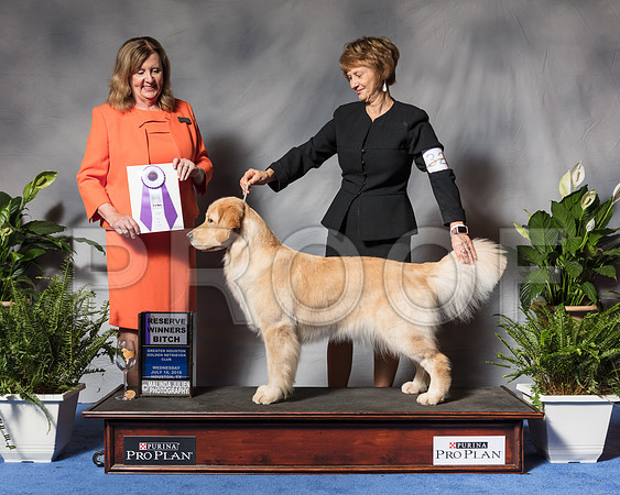 Golden Retriever #32 Wed RWB Brownlee Mary Judge Ms Deborah A HubbardSSR_3368Hstn2018-HR3