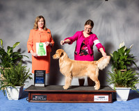 New Golden Retriever #44 Wed Best Puppy Sp Dunbar Joan Judge Ms Deborah A Hubbard