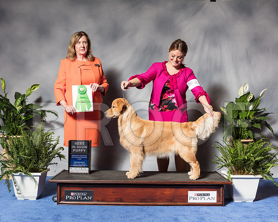 Golden Retriever #44 Wed Best Puppy Sp Dunbar Joan Judge Ms Deborah A HubbardSSR_3398Hstn2018-HR3