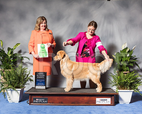 Golden Retriever #44 Wed Best Puppy Sp Dunbar Joan Judge Ms Deborah A HubbardSSR_3399Hstn2018-HR3
