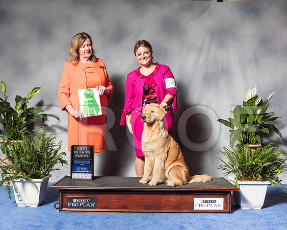 Golden Retriever #44 Wed Best Puppy Sp Dunbar Joan Judge Ms Deborah A HubbardSSR_3402Hstn2018-HR3