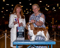 Cavalier King Charles Spaniel #8 Fri BOS Swanson Dorothy Mary Nicole Morrison Judge Linda Hurlebaus