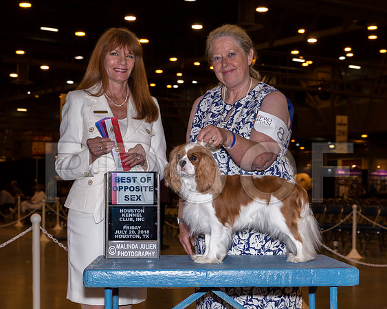 Cavalier King Charles Spaniel #8 Fri BOS Swanson Dorothy Mary Nicole Morrison Judge Linda Hurlebaus _CL_7615-Hstn2018-HR3