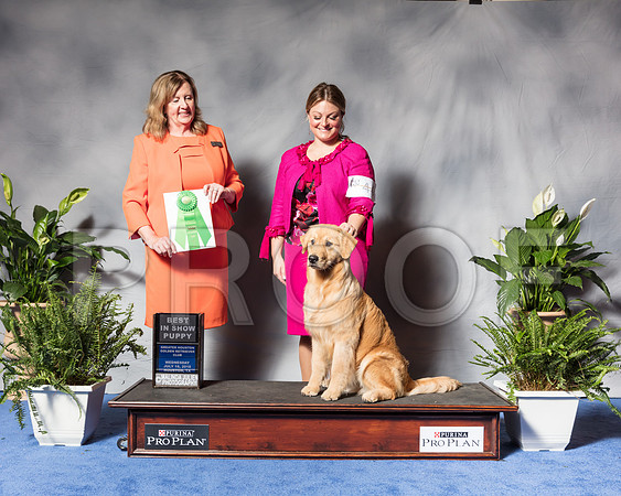 Golden Retriever #44 Wed Best Puppy Sp Dunbar Joan Judge Ms Deborah A HubbardSSR_3404Hstn2018-HR3