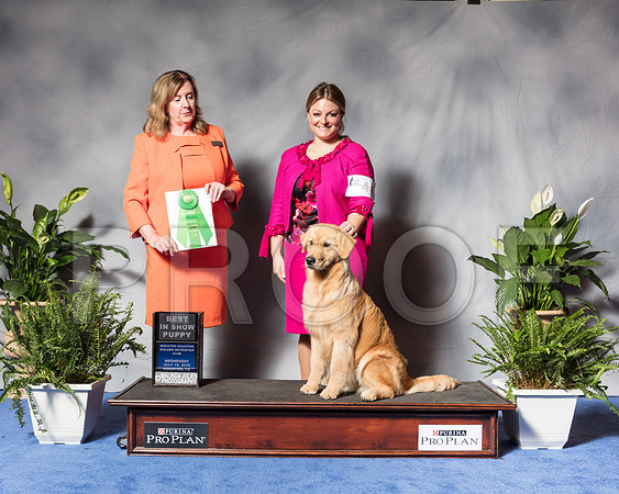 Golden Retriever #44 Wed Best Puppy Sp Dunbar Joan Judge Ms Deborah A HubbardSSR_3405Hstn2018-HR3