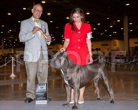 Cane Corso #7 Fri BOB Tracy Brock T Judge Luis Sosa_JJ_5133-Hstn2018-HR3