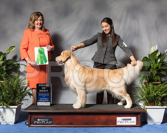 Golden Retriever #45 Wed AOM Fertitta Carolyn Judge Ms Deborah A HubbardSSR_3364Hstn2018-HR3