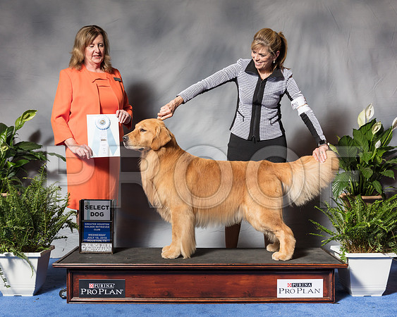 Golden Retriever #5 Wed SD MAJ Meddaugh Catherine Judge Ms Deborah A HubbardSSR_3338Hstn2018-HR3