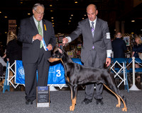 Doberman Pinscher #19 Fri BOW Scott Sommer Linda George Judge John Wade