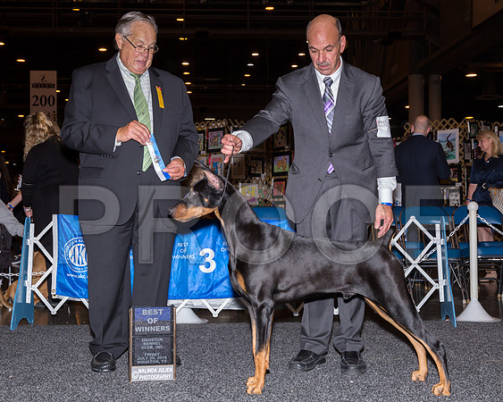 Doberman Pinscher #19 Fri BOW Scott Sommer Linda George Judge John Wade_JJ_5112-Hstn2018-HR3