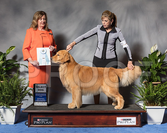 Golden Retriever #5 Wed SD MAJ Meddaugh Catherine Judge Ms Deborah A HubbardSSR_3341Hstn2018-HR3