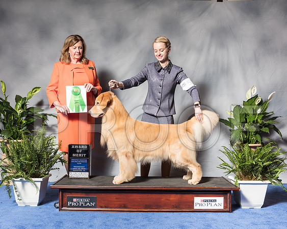 Golden Retriever #53 Wed AOM Yoshiide Sei Agent Brianna Bischoff Judge Ms Deborah A HubbardSSR_3412Hstn2018-HR3