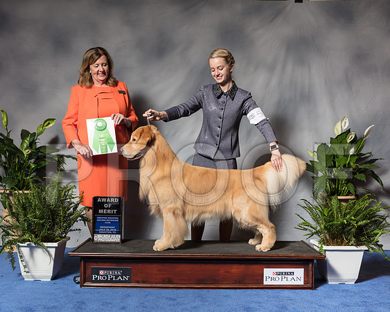 Golden Retriever #53 Wed AOM Yoshiide Sei Agent Brianna Bischoff Judge Ms Deborah A HubbardSSR_3414Hstn2018-HR3