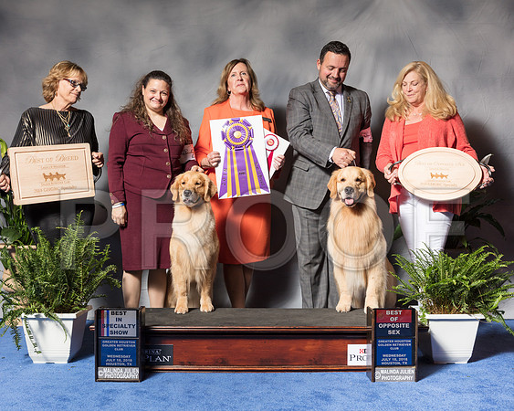 Golden Retriever #6 #27 Wed BOB BOS Andras Jim Agent Colette Livingston Clint Livingston Judge Ms Deborah A HubbardSSR_3373Hstn2018-HR3