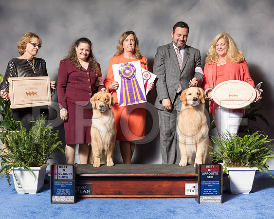 Golden Retriever #6 #27 Wed BOB BOS Andras Jim Agent Colette Livingston Clint Livingston Judge Ms Deborah A HubbardSSR_3375Hstn2018-HR3