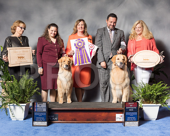 Golden Retriever #6 #27 Wed BOB BOS Andras Jim Agent Colette Livingston Clint Livingston Judge Ms Deborah A HubbardSSR_3377Hstn2018-HR3
