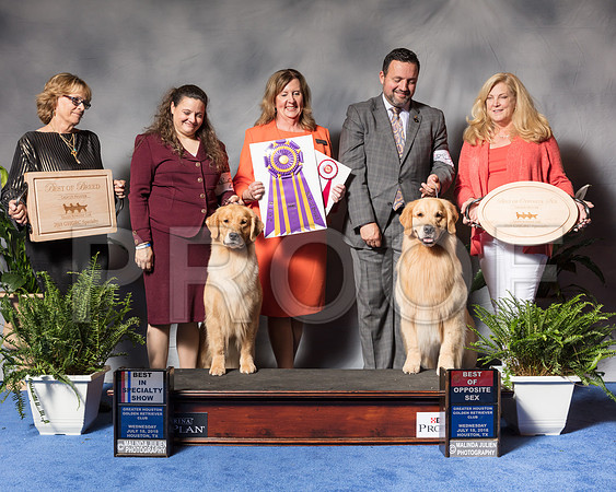 Golden Retriever #6 #27 Wed BOB BOS Andras Jim Agent Colette Livingston Clint Livingston Judge Ms Deborah A HubbardSSR_3378Hstn2018-HR3
