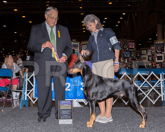 Doberman Pinscher #39 Fri Abrams Dr Barbara Laurence Abrams Judge John Wade_JJ_5118-Hstn2018-HR3