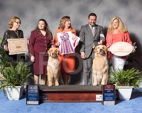 Golden Retriever #6 #27 Wed BOB BOS Andras Jim Agent Colette Livingston Clint Livingston Judge Ms Deborah A HubbardSSR_3381Hstn2018-HR3