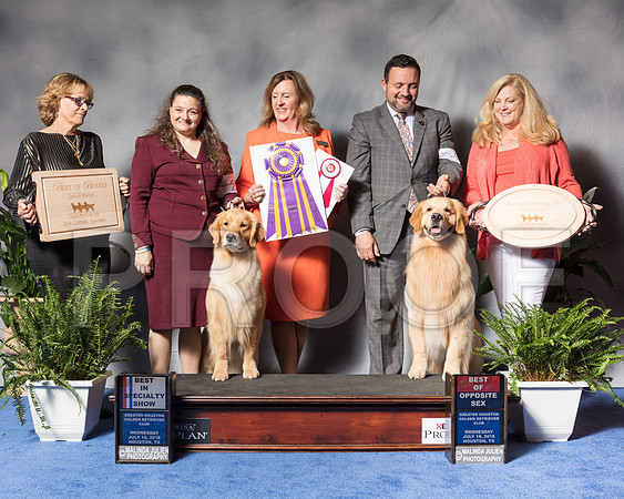 Golden Retriever #6 #27 Wed BOB BOS Andras Jim Agent Colette Livingston Clint Livingston Judge Ms Deborah A HubbardSSR_3382Hstn2018-HR3