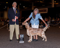 English Setter #12 Fri BOS Maj Jill Warren Judge Charles Trotter