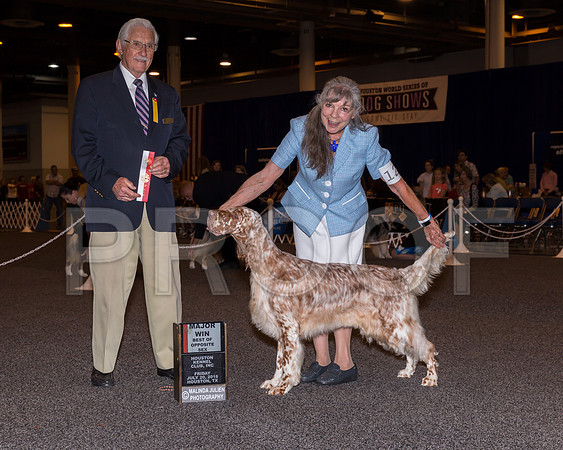 English Setter #12 Fri BOS Maj Jill Warren Judge Charles Trotter_CL_7621-Hstn2018-HR3