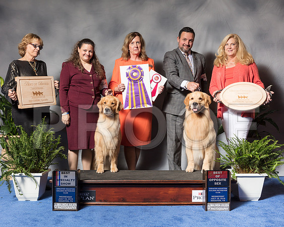 Golden Retriever #6 #27 Wed BOB BOS Andras Jim Agent Colette Livingston Clint Livingston Judge Ms Deborah A HubbardSSR_3385Hstn2018-HR3