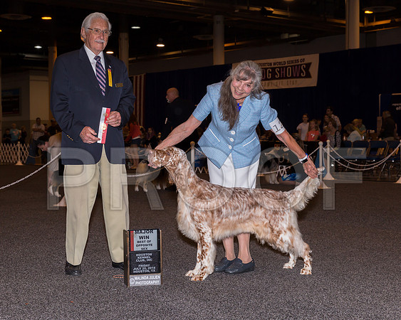 English Setter #12 Fri BOS Maj Jill Warren Judge Charles Trotter_CL_7622-Hstn2018-HR3