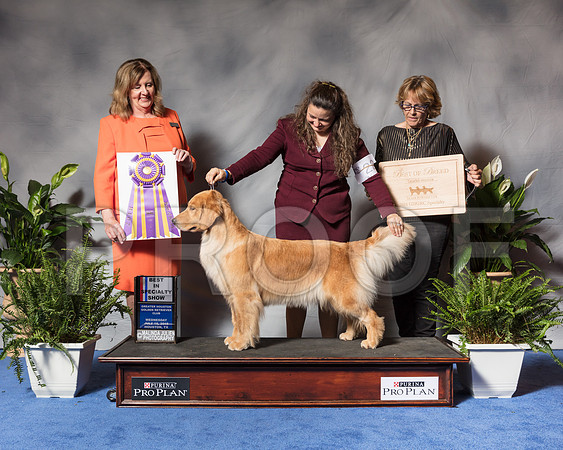 Golden Retriever #6 Wed BOB Nieman Mia Agent Colette Livingston Judge Ms Deborah A HubbardSSR_3389Hstn2018-HR3
