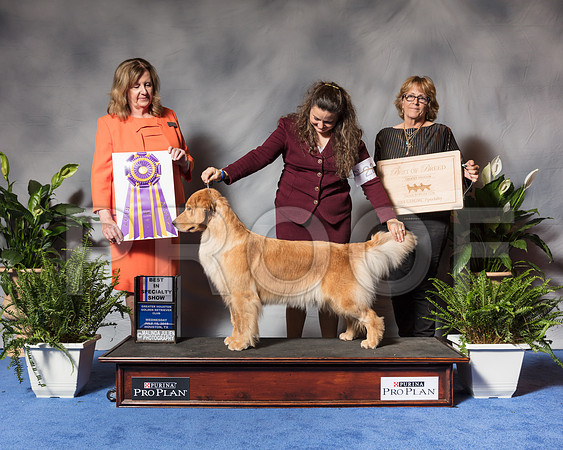 Golden Retriever #6 Wed BOB Nieman Mia Agent Colette Livingston Judge Ms Deborah A HubbardSSR_3392Hstn2018-HR3