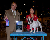 French Bulldog #5 Fri WD Maj Driebelbis Judge John Wade