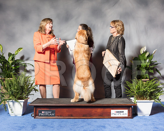 Golden Retriever #6 Wed BOB Nieman Mia Agent Colette Livingston Judge Ms Deborah A HubbardSSR_3395Hstn2018-HR3