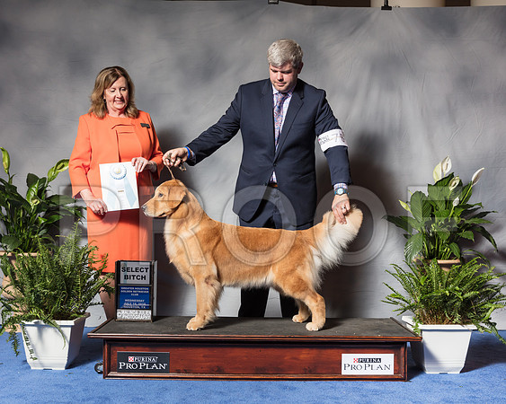 Golden Retriever #70 Wed SB Cai David Judge Ms Deborah A HubbardSSR_3419Hstn2018-HR3