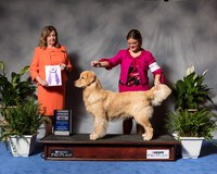 New Golden Retriever #71 Wed RWB Fisher Cherie Agent Brianna Bischoff Judge Ms Deborah A Hubbard