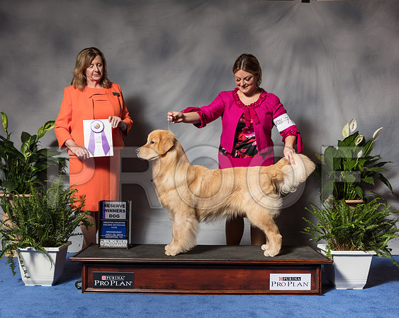 Golden Retriever #71 Wed RWB Fisher Cherie Agent Brianna Bischoff Judge Ms Deborah A HubbardSSR_3407Hstn2018-HR3
