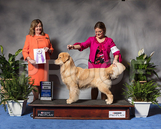 Golden Retriever #71 Wed RWB Fisher Cherie Agent Brianna Bischoff Judge Ms Deborah A HubbardSSR_3408Hstn2018-HR3