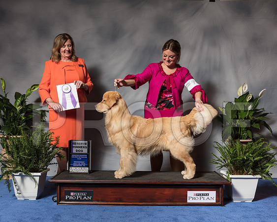 Golden Retriever #71 Wed RWB Fisher Cherie Agent Brianna Bischoff Judge Ms Deborah A HubbardSSR_3409Hstn2018-HR3