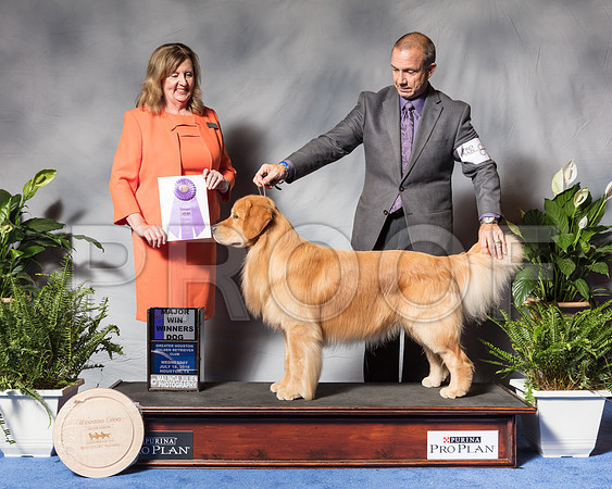 Golden Retriever #89 Wed WD MAJ Ginn Pamela Judge Ms Deborah A HubbardSSR_3343Hstn2018-HR3