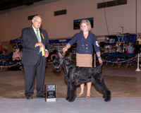 Giant Schnauzer #7 Fri BOB Maj Pineda Mark Claudia Mendoza Judge John Wade