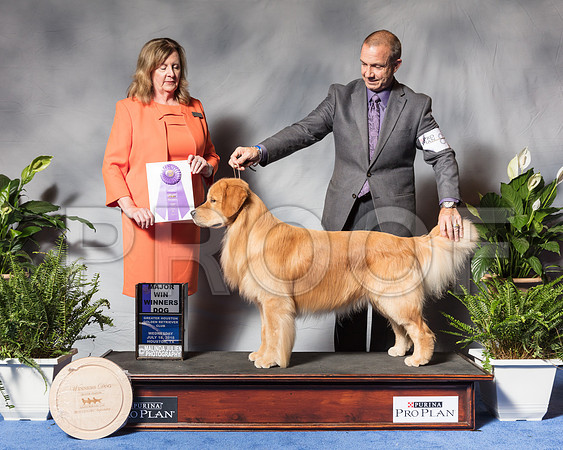 Golden Retriever #89 Wed WD MAJ Ginn Pamela Judge Ms Deborah A HubbardSSR_3346Hstn2018-HR3