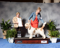 New Grand Basset Griffon Vendeen #7 Wed G4 Mauk Jeffrey Vicie Brent Juismann Judge Judith Brown Agent Clint Livingston