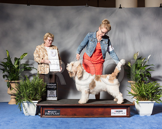Grand Basset Griffon Vendeen #7 Wed G4 Mauk Jeffrey Vicie Brent Juismann Judge Judith Brown Agent Clint LivingstonSSR_3834Hstn2018-HR3