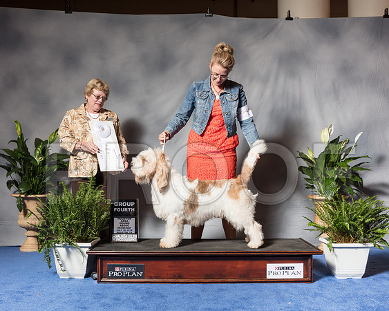Grand Basset Griffon Vendeen #7 Wed G4 Mauk Jeffrey Vicie Brent Juismann Judge Judith Brown Agent Clint LivingstonSSR_3836Hstn2018-HR3