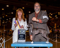 Italian Greyhound #7 Fri BOB Maj Keneda Rev T Scott Angela Judge Linda Hurlebaus