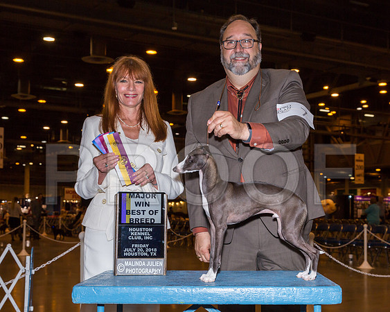 Italian Greyhound #7 Fri BOB Maj Keneda Rev T Scott Angela Judge Linda Hurlebaus_JJ_5102-Hstn2018-HR3
