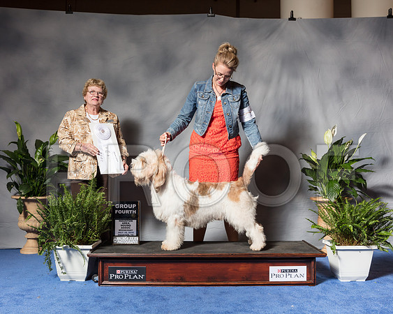 Grand Basset Griffon Vendeen #7 Wed G4 Mauk Jeffrey Vicie Brent Juismann Judge Judith Brown Agent Clint LivingstonSSR_3838Hstn2018-HR3