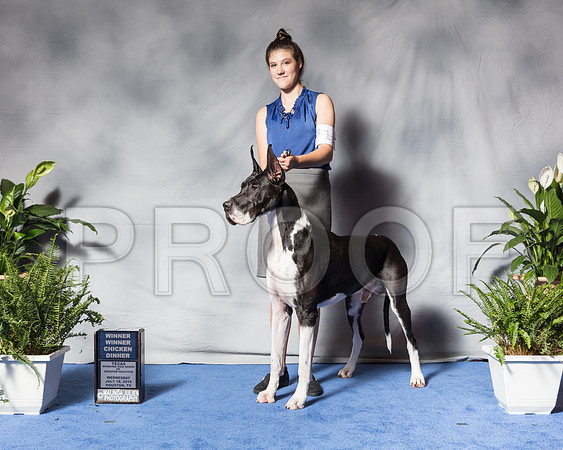 Great Dane #11 Wed Jones Mari CUSTOMSSR_3263Hstn2018-HR3