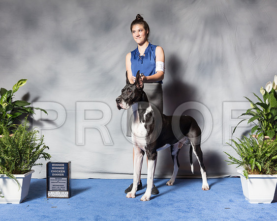 Great Dane #11 Wed Jones Mari CUSTOMSSR_3264Hstn2018-HR3