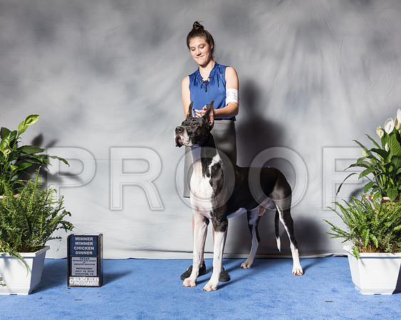 Great Dane #11 Wed Jones Mari CUSTOMSSR_3265Hstn2018-HR3